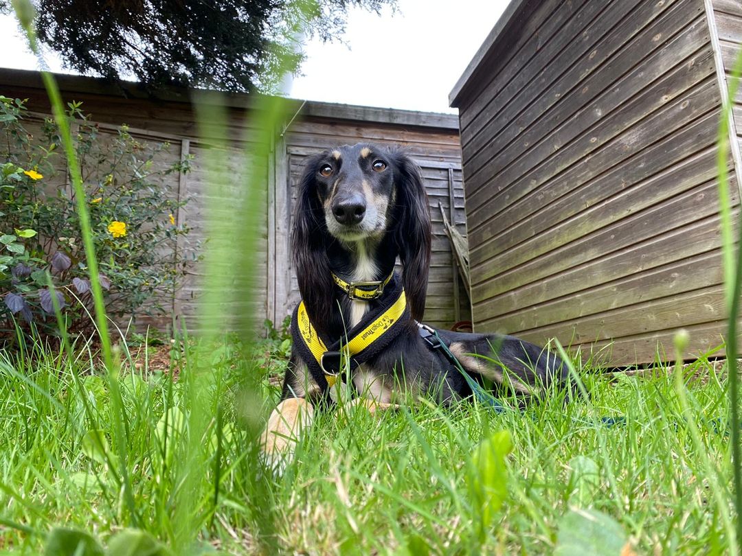 How To Keep Dogs From Digging Up Flower Beds