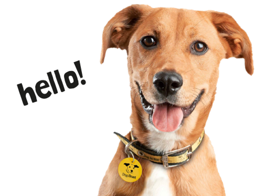 Rehoming Dogs Trust Flipboard rehoming-dogs-trust-flipboard