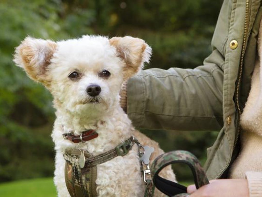 Small dog on lead sitting next to its owner