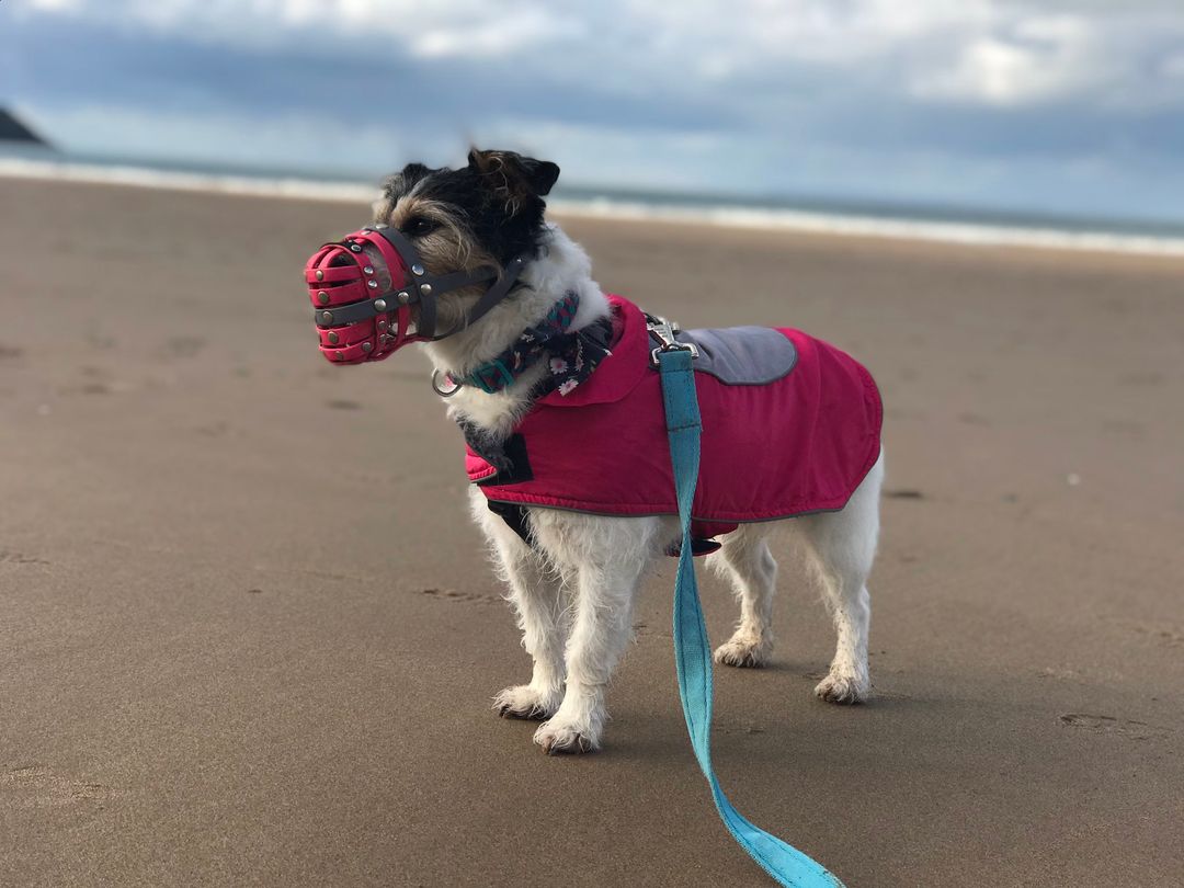 Ginger the sponsor dog wearing a muzzle on the beach