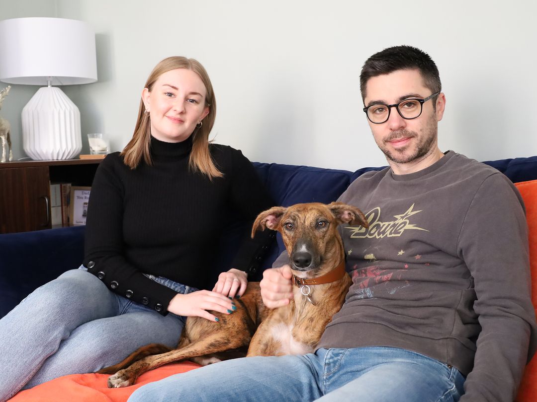 Sky the Lurcher sitting on the sofa with new owners