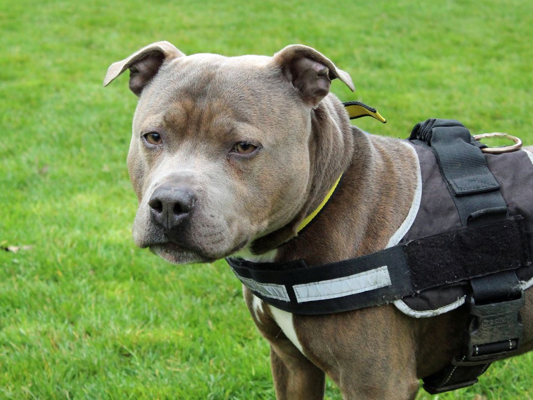 Close up of Kilo the Staffie outdoors
