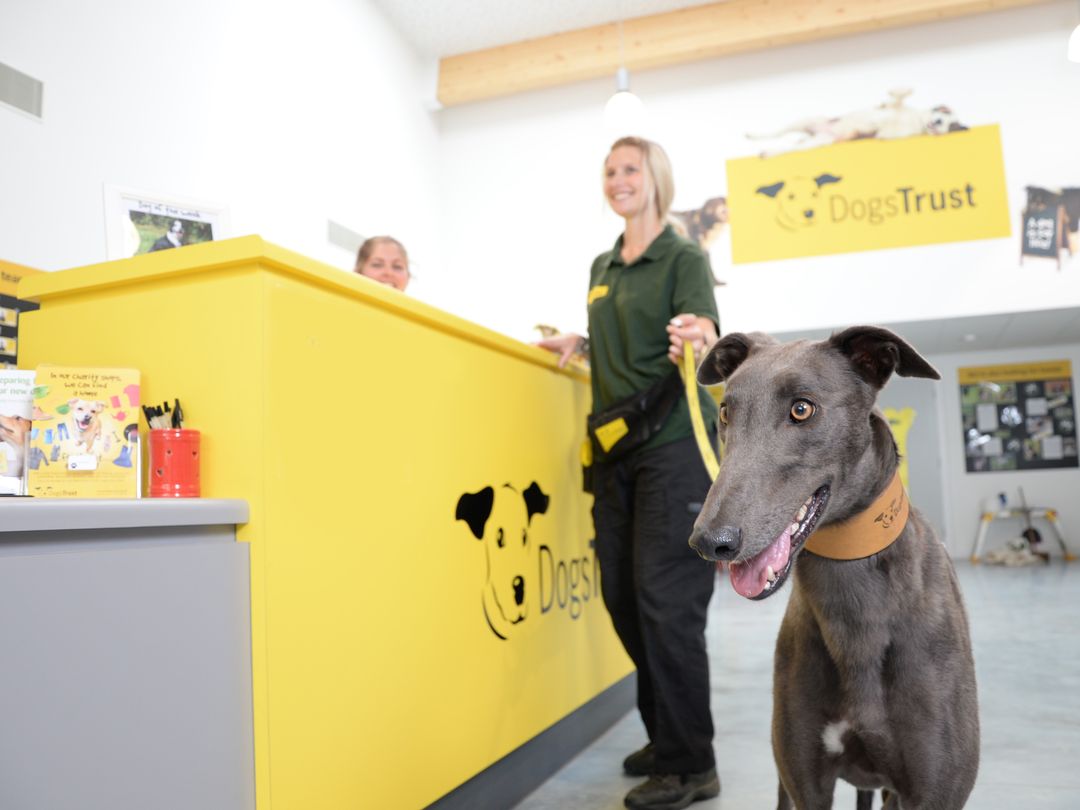 How Many Dogs Trust Dogs Rehome