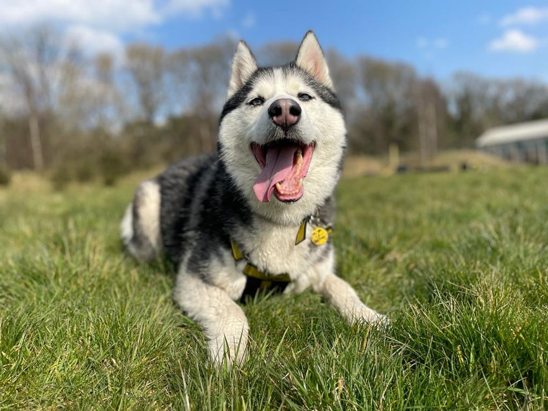 Niko the husky sitting in a field and smiling
