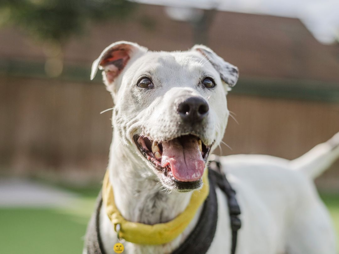 How Long After A Neuter Can A Dog Impregnate