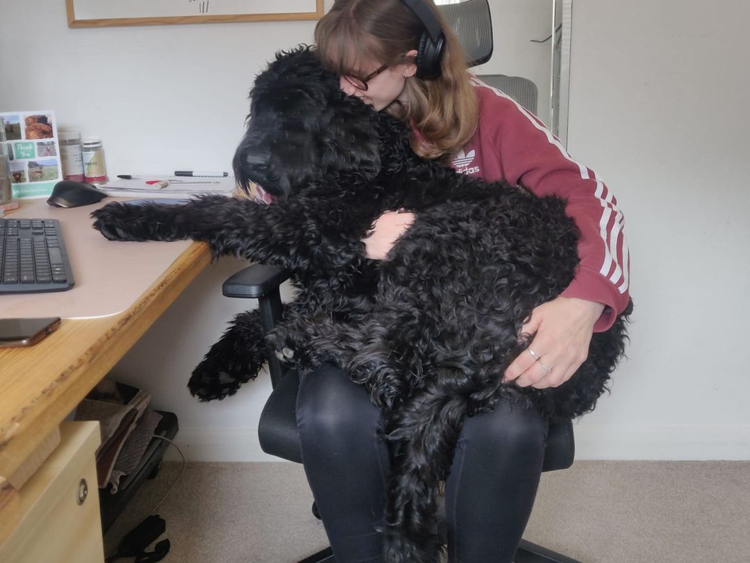 Foster Carer Bekah holding a large Doodle dog while working at her desk