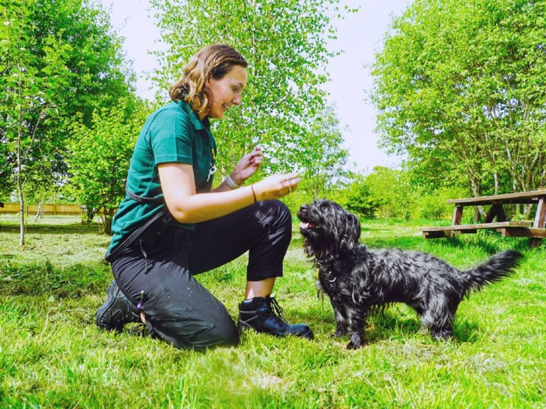 how to train your labrador puppy at home