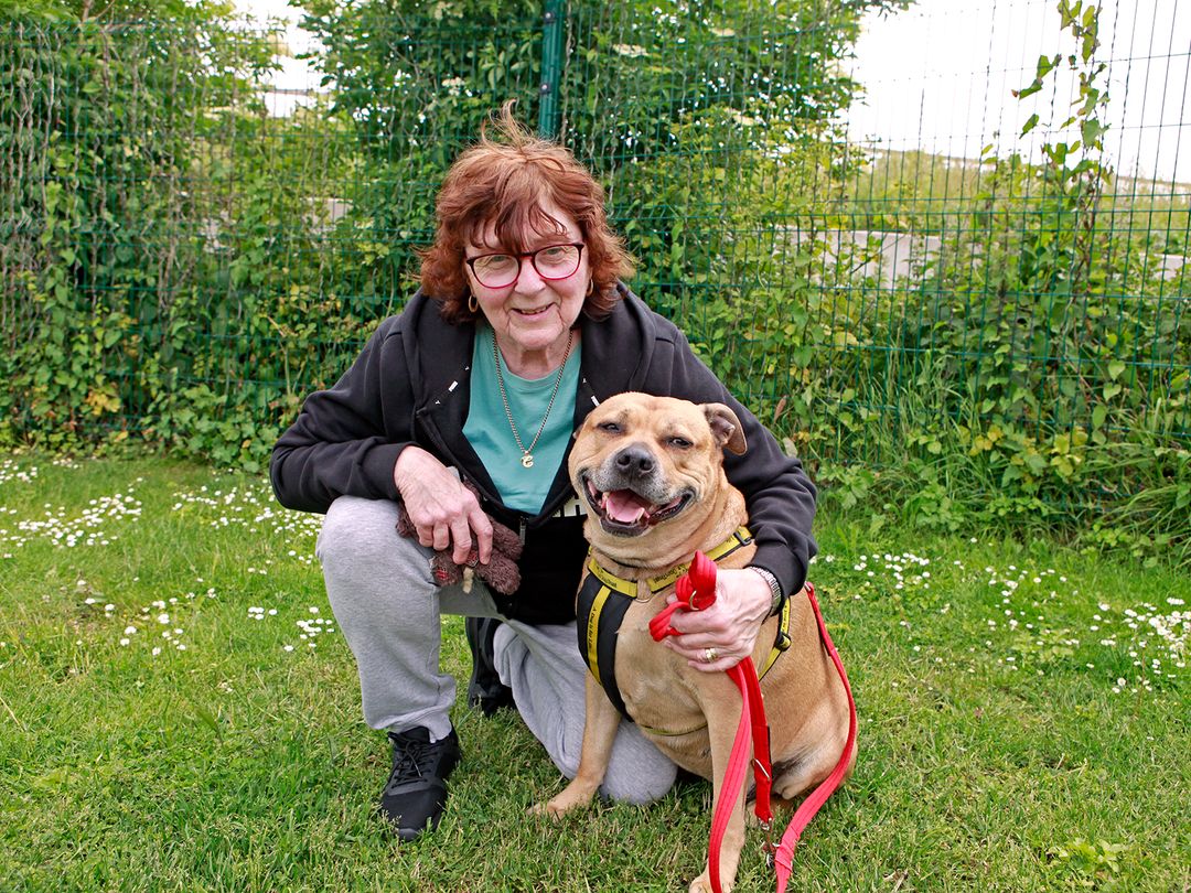 Foster Carer Christine sitting with a Staffie dog