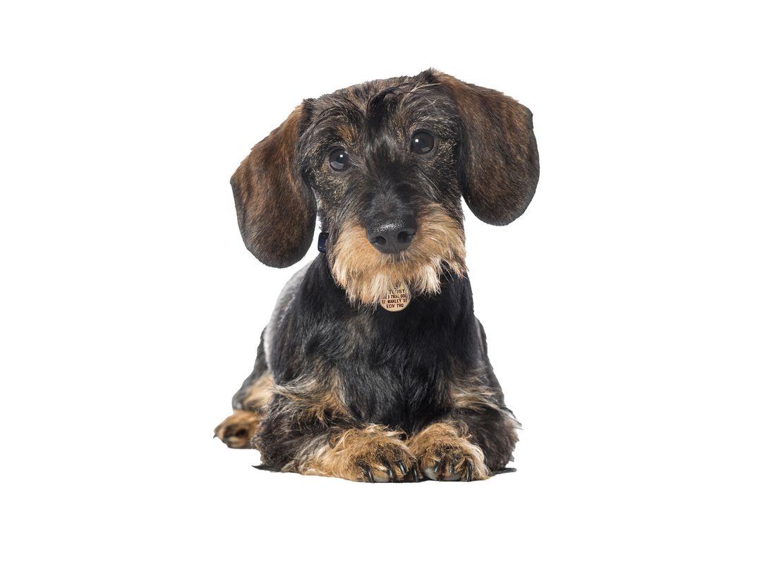 Dachshund | Rehoming Rescue Dog | Dogs Trust Dachshund | Rehoming Rescue Dog | Dogs Trust