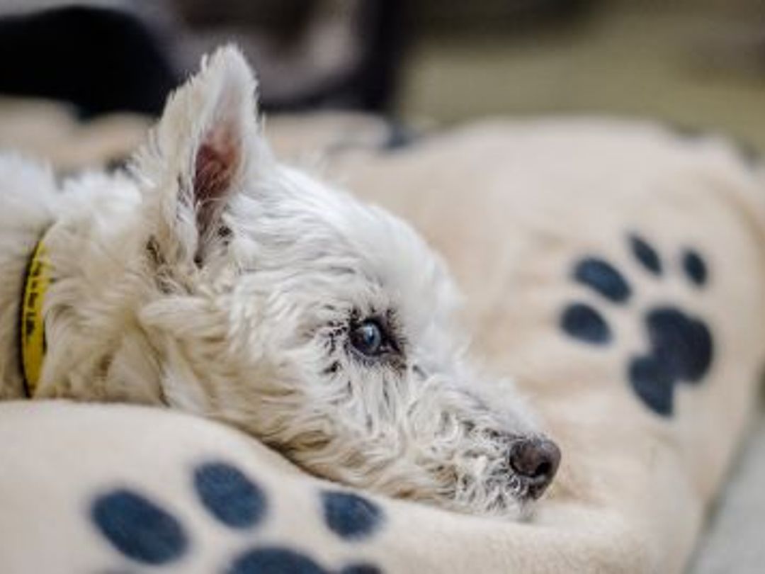 How To Help Dog Cope With Loss Of Other Dog