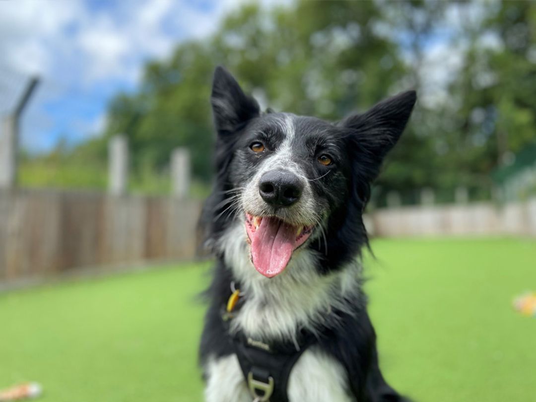 Dog Rescue Glasgow, Dog Rehoming & Adoption | Dogs Trust