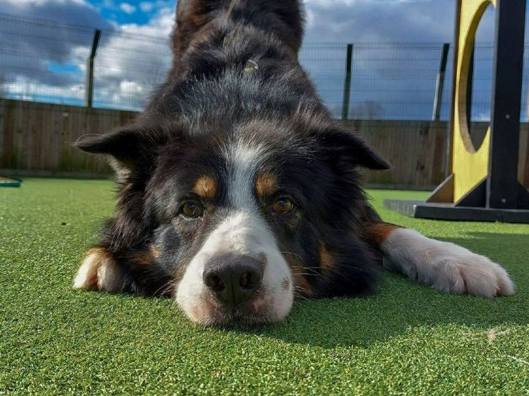 Dog Rescue, Rehoming & Adoption West Calder, Edinburgh | Dogs Trust
