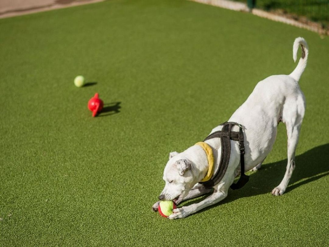 how to stop border collie from chewing