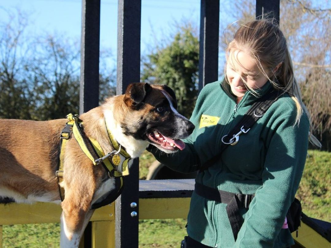Dog Rehoming & Rescue Ballymena, Co. Antrim | Dogs Trust