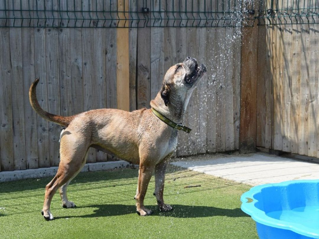 How To Keep A Dog Without A Fence