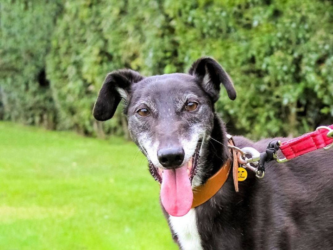 Jacko, a black greyhound, has his tongue out looking to the camera in a grassy field.