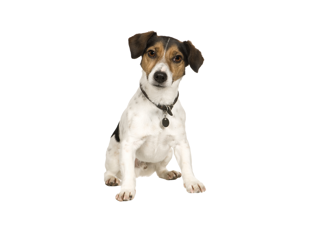 are jack russells good family pets