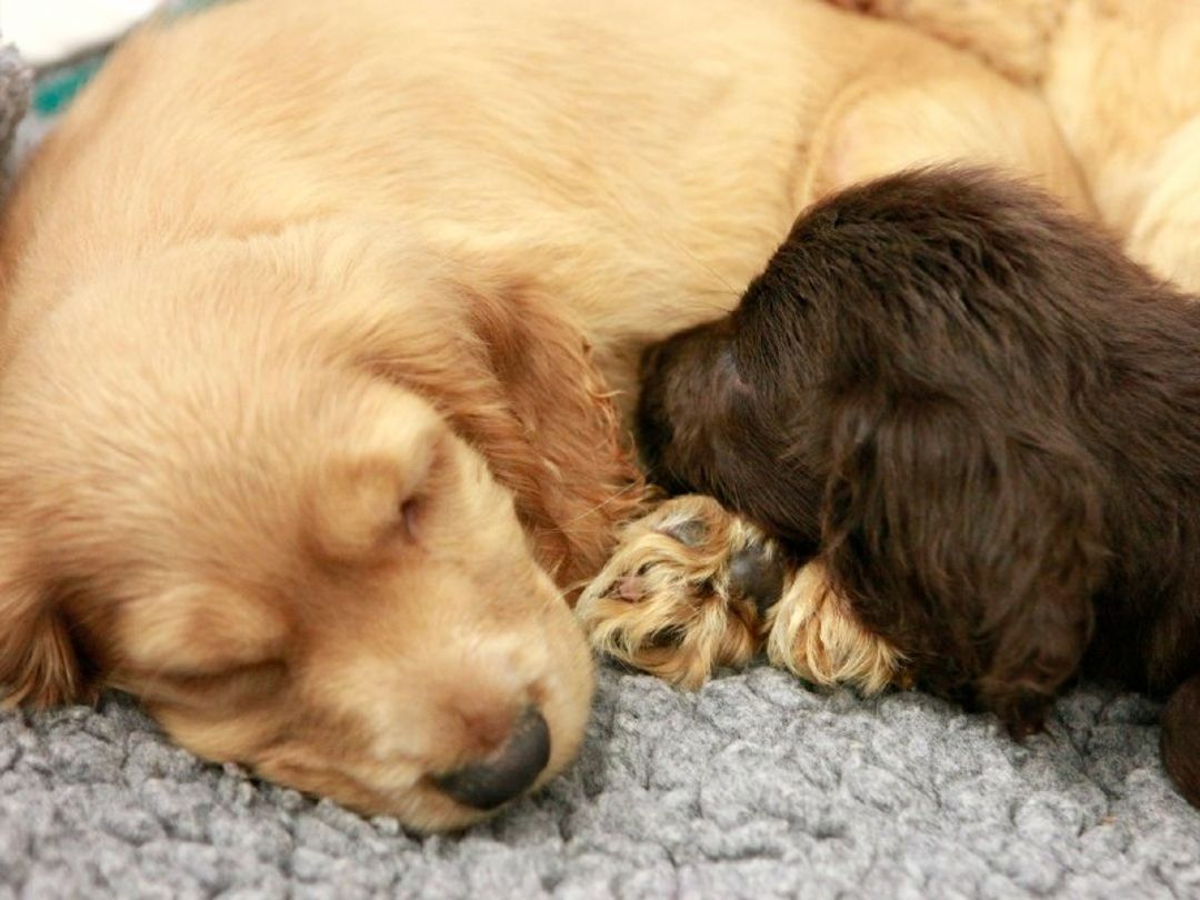 Should You Leave Puppy Alone First Night