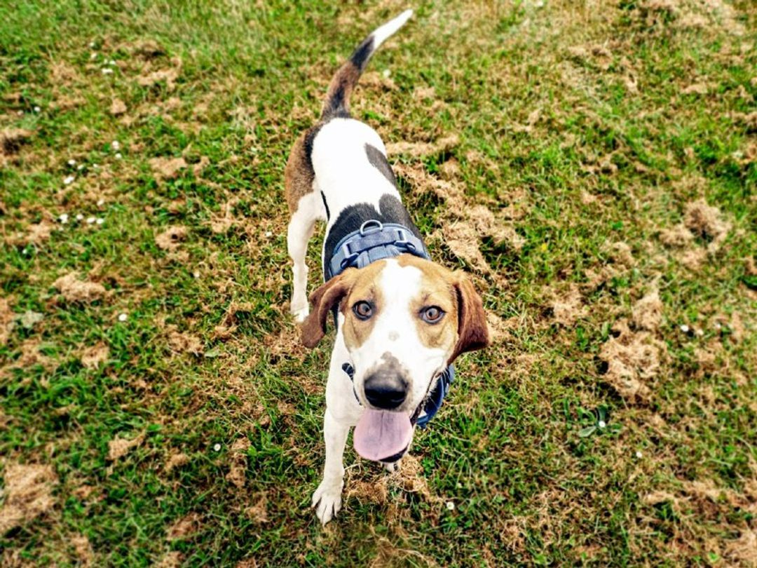 Why Dogs Carry Things In Their Mouth