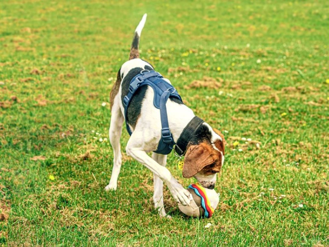 how to stop border collie from chewing