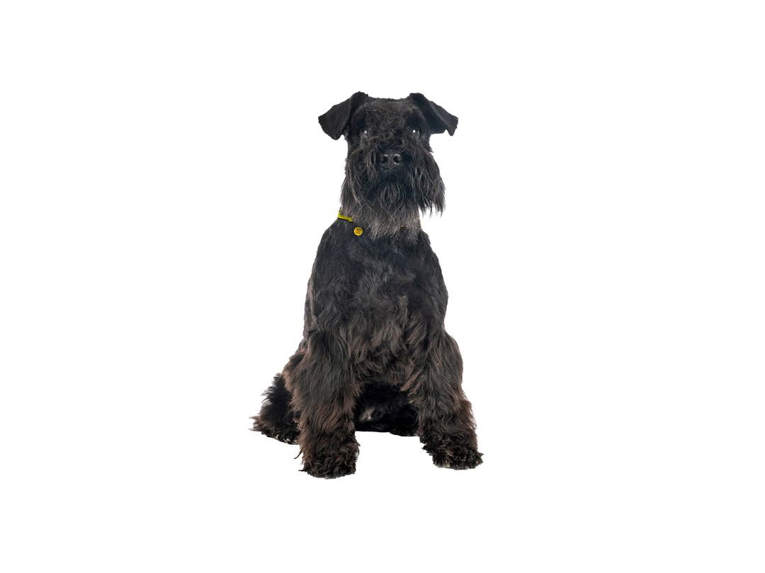 Best Ways To Exercise Your Standard Schnauzer