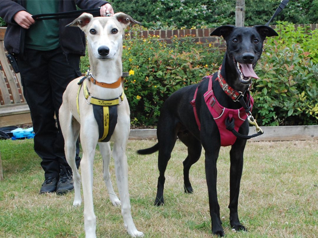 What Is The Difference Between A Lurcher And A Greyhound