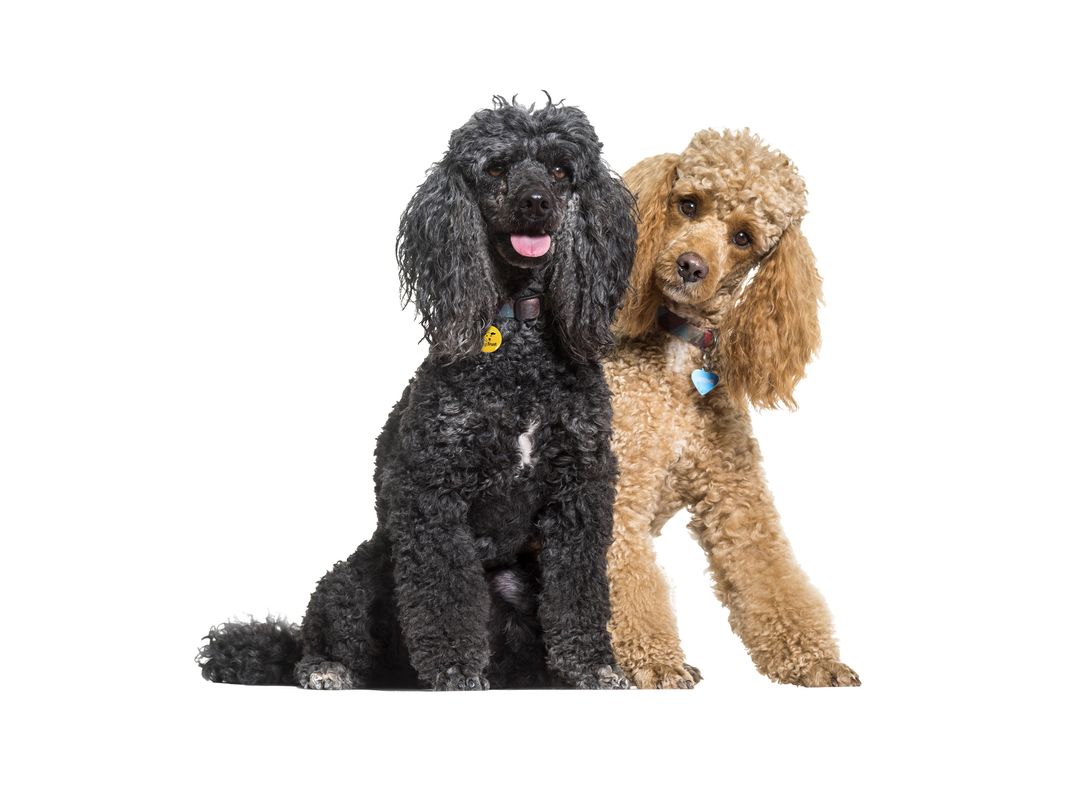 how long have poodles been around