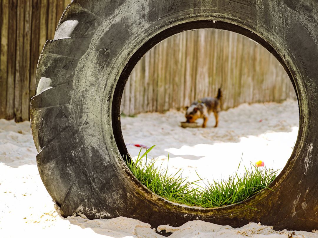 Dog Rehoming, Rescue & Adoption Cumbria | Dogs Trust