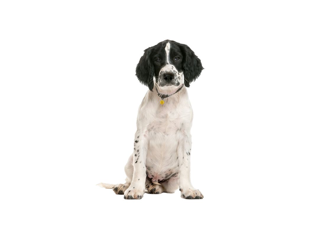 Springer Spaniel | Rehoming Rescue Dog | Dogs Trust