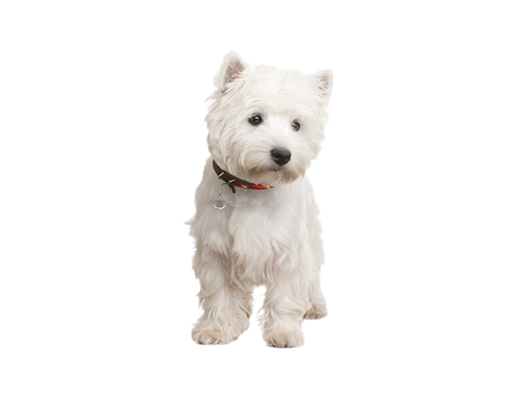 Should I Get A West Highland Terrier