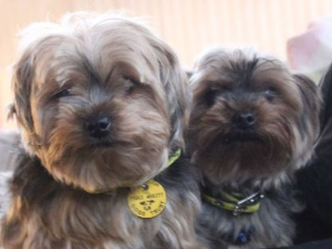 Max and Wills, two dogs who were rehomed thanks to our Canine Care Card scheme.