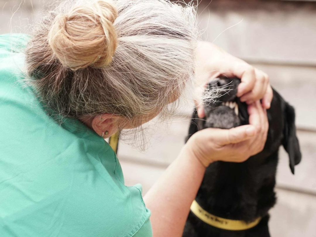 vet checking labrador teeth outside 2
