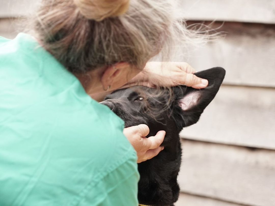 vet holding labrador ear outside