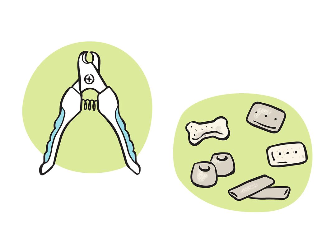 Equipment needed for clipping a dog's nails