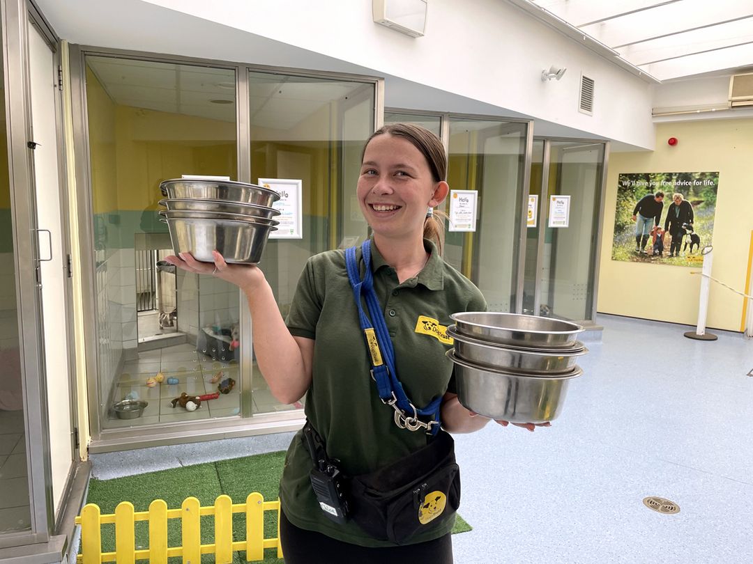 Chloe the Canine Carer in kennels