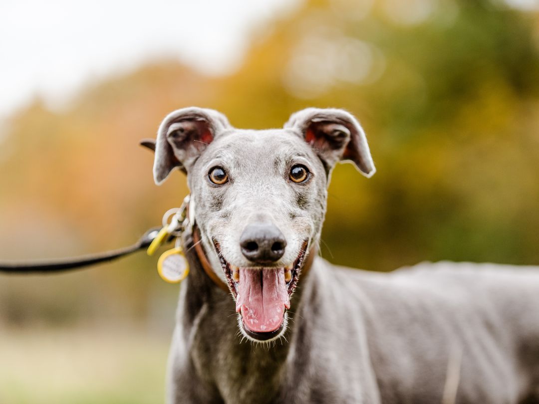 Sponsor a Greyhound Dog | Charlie | Dogs Trust