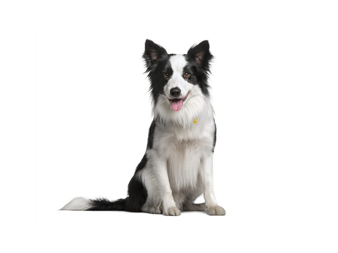 Border Collie | Rehoming Rescue Dog | Dogs Trust