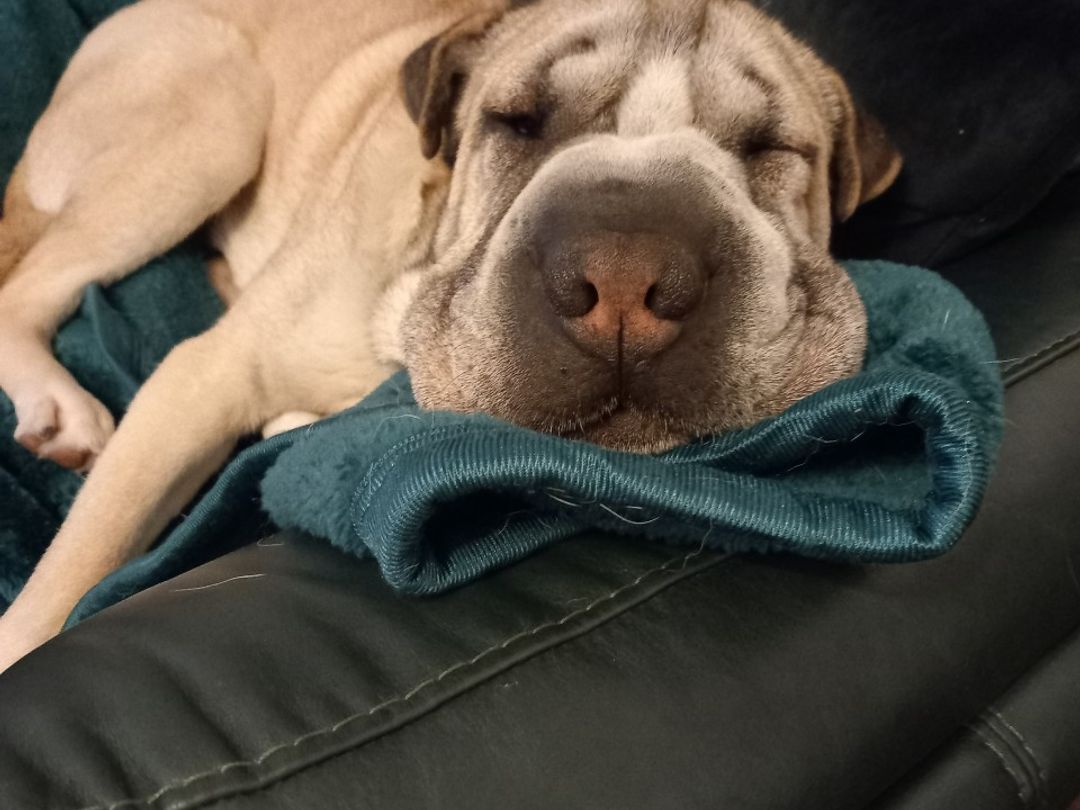 Bertie a tri-colour Shar Pai mix, sleeping on a black leather sofa with a teal blue blanket resting under his chin.