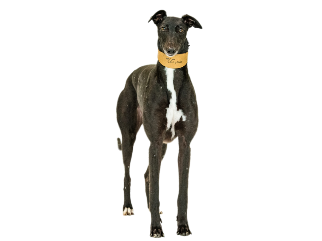 Are Greyhounds Easy To Train