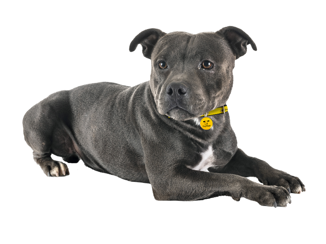 Staffordshire Bull Terrier | Rehoming Rescue Dog | Dogs Trust