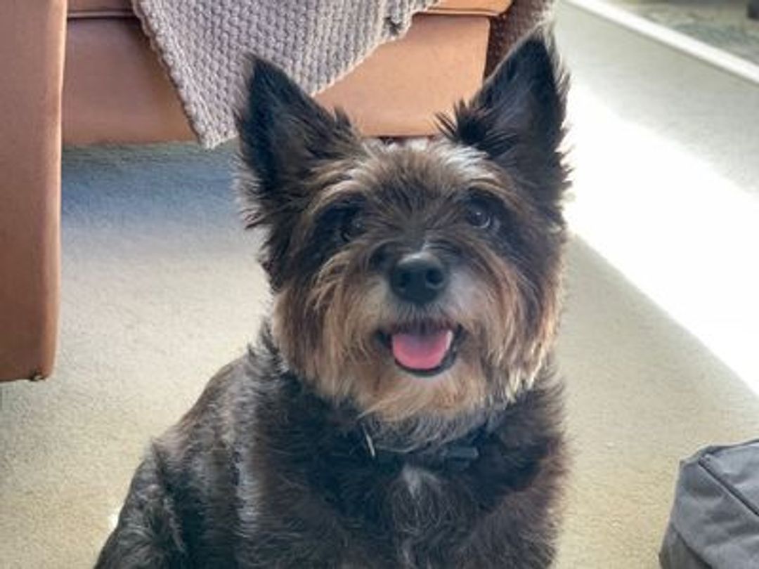 Callie the terrier cross