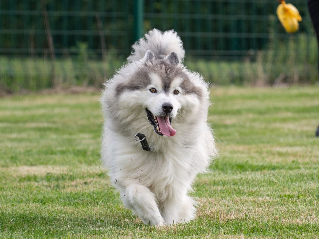Sponsor dog Tang running through a field with his tongue out.