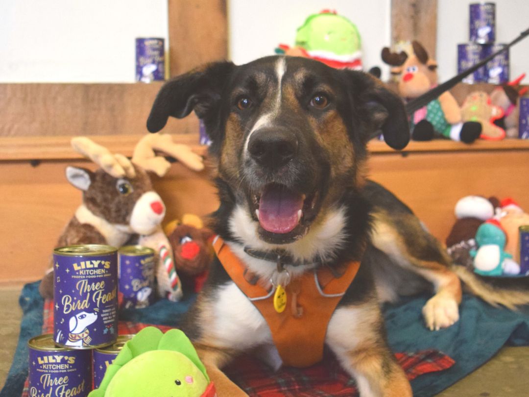 Dogs trust christmas gifts online