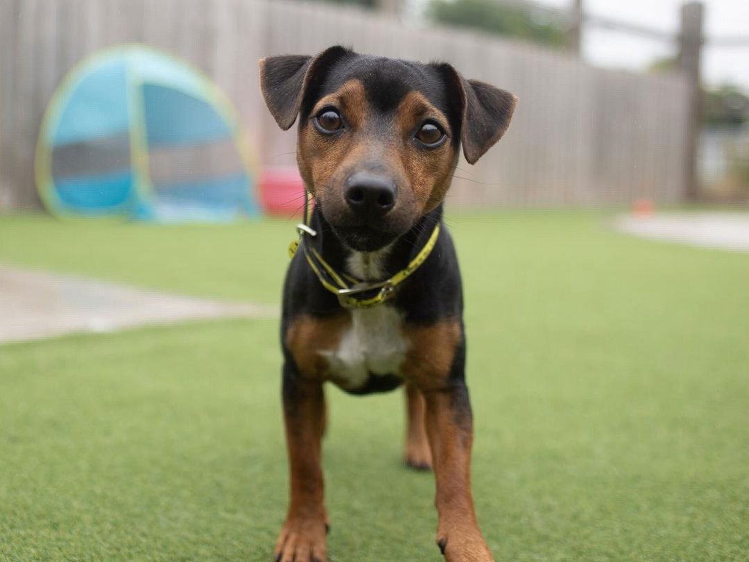 Twix a black and brown Crossbreed puppy, outside, in enclosed area, standing on grass.