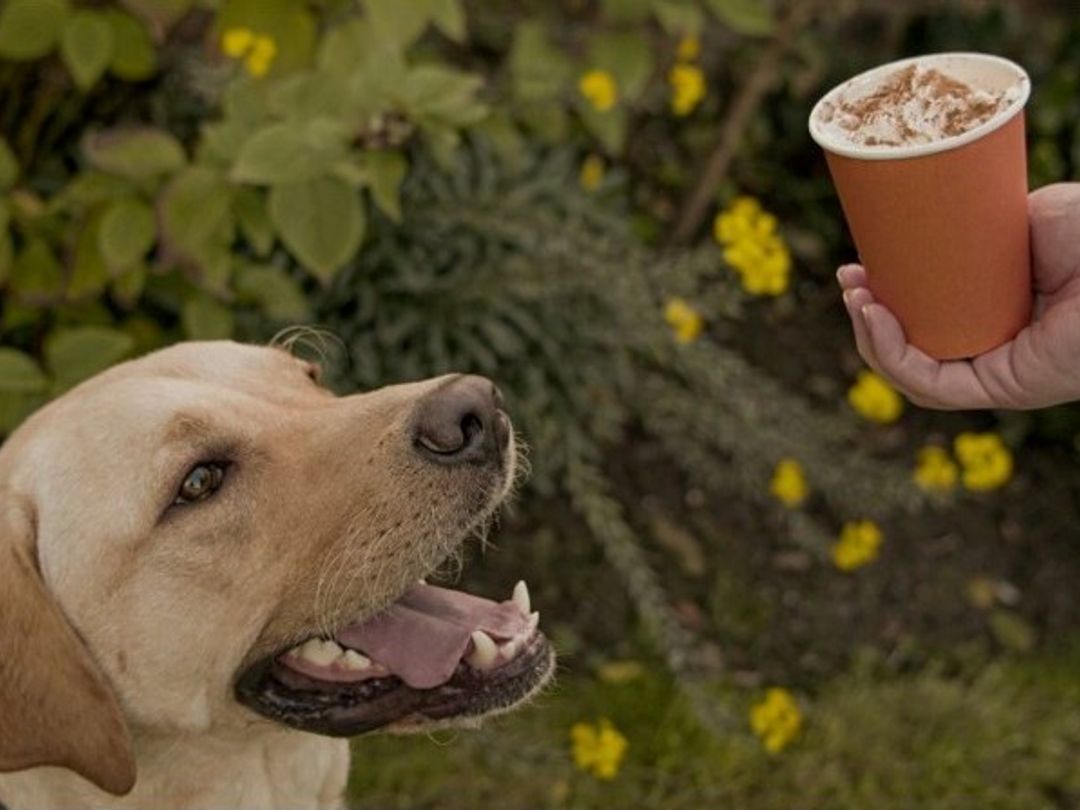 Photo of a Golden Retriever dog looking at a pumpkin spice pup-cup being held in someone's hands.