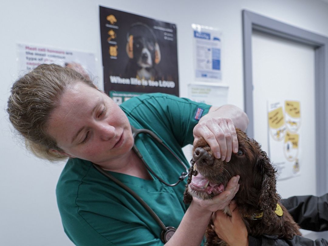 Dog getting teeth checked by vet in consultation room.