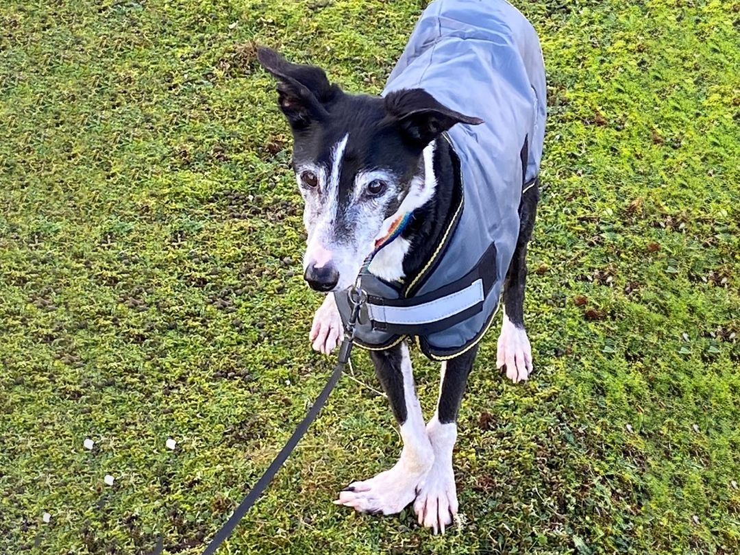 Mopsy the greyhound in her coat