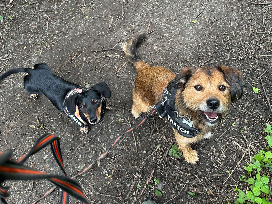 Thatch the Border Terrier Cross enjoys walkies with Minnie the Dachshund