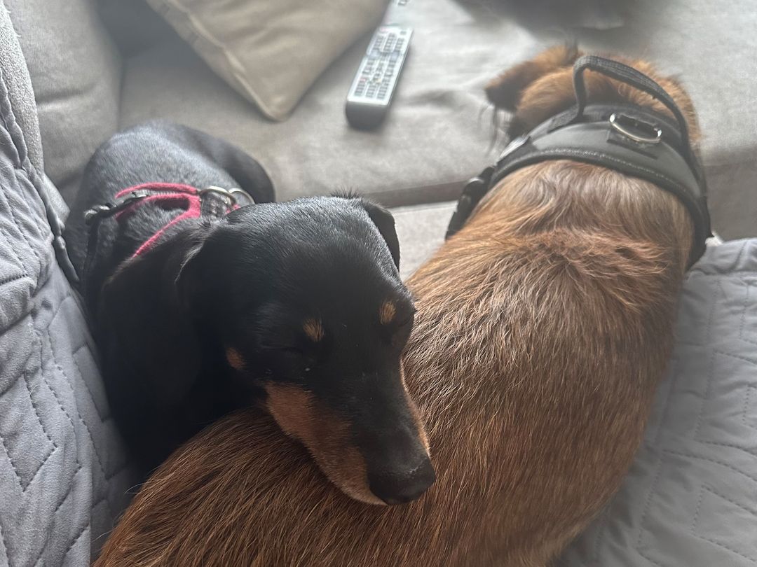Thatch the Border Terrier has a cosy nap with WInnie the Dachshund