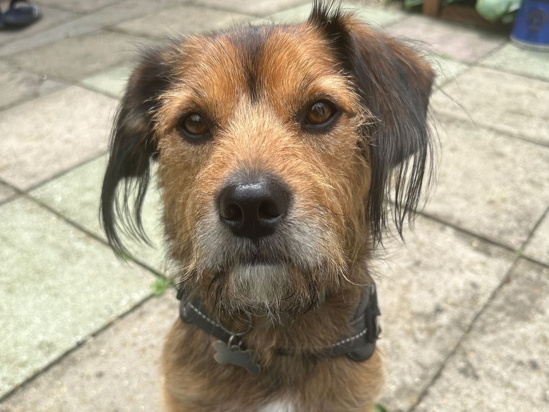 A close up of Thatch the Border Terrier's face
